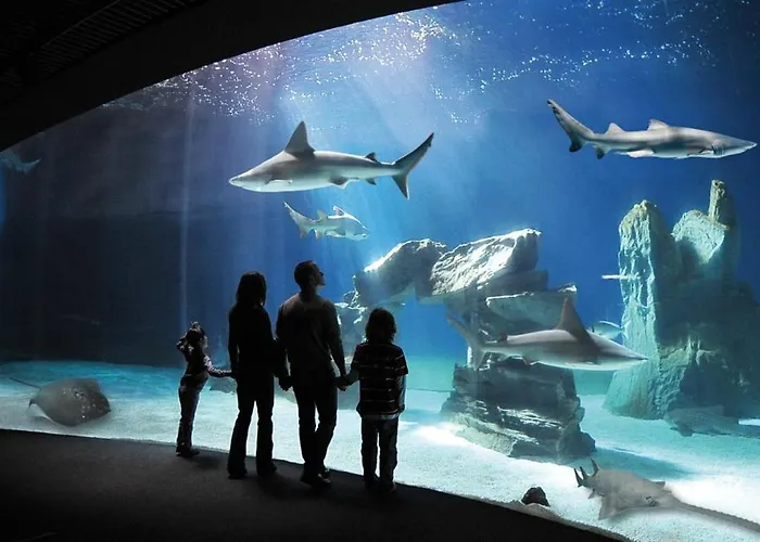 La Casa Dei Gatti Matti