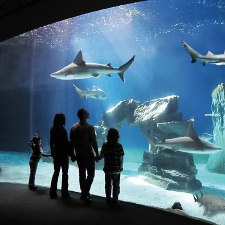 La Casa Dei Gatti Matti